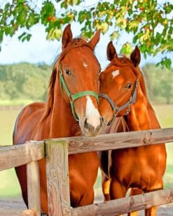 Brown Horses In Farm paint by numbers