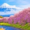 Cherry Blossom Japan paint by numbers