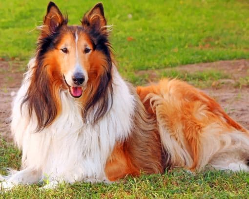 The Rough Collie paint by numbers