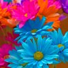 Colorful Daisies Paint by numbers