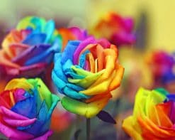 Colorful Roses paint by numbers