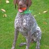 German Shorthaired Pointer Paint by numbers