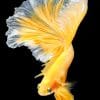 Golden Betta Fish paint by numbers