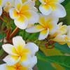 Frangipani Paint by numbers