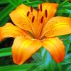 Orange Lily Flower paint by numbers
