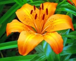 Orange Lily Flower paint by numbers