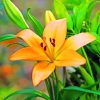 Orange Lily Plant paint by numbers