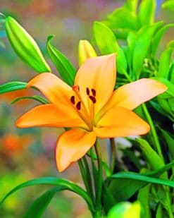 Orange Lily Plant paint by numbers
