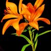 Orange Lily paint by numbers