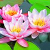 Pink Water Lilies paint by numbers