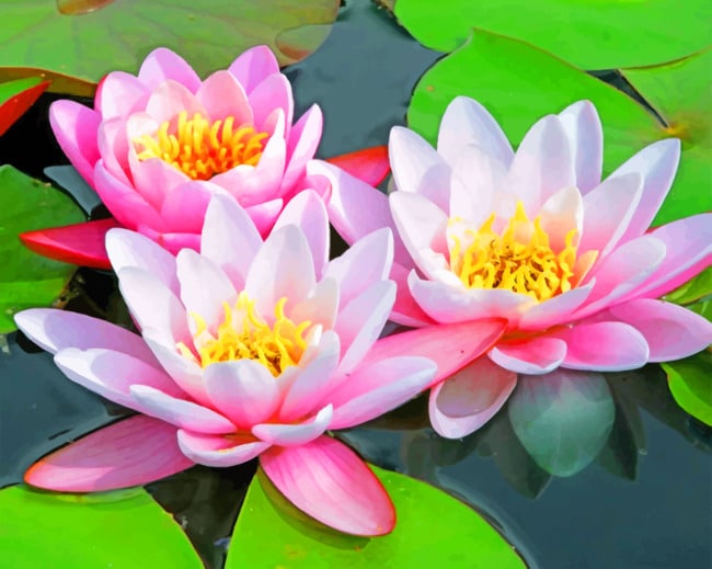 Pink Water Lilies paint by numbers