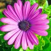 Purple Daisy paint by numbers