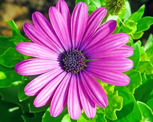 Purple Daisy paint by numbers