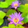 Purple Water Lilies paint by numbers