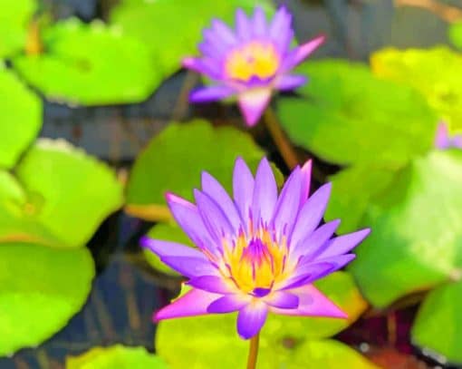 Purple Water Lilies paint by numbers