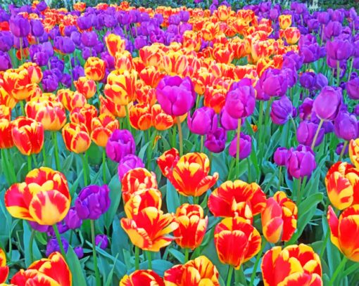 Purple And Red Tulips paint by numbers