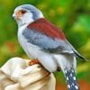 Pygmy Falcon Paint by numbers