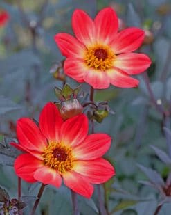 Red Dahlia Paint by numbers
