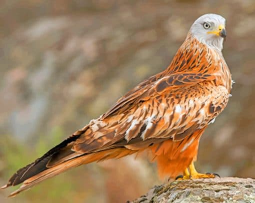 Red kite Paint by Numbers