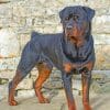 Rottweiler Paint by numbers