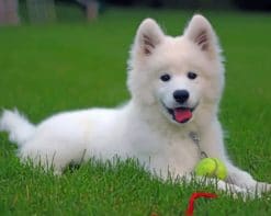 Samoyed Paint by numbers