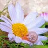 Snail In Daisy paint by numbers