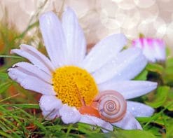Snail In Daisy paint by numbers