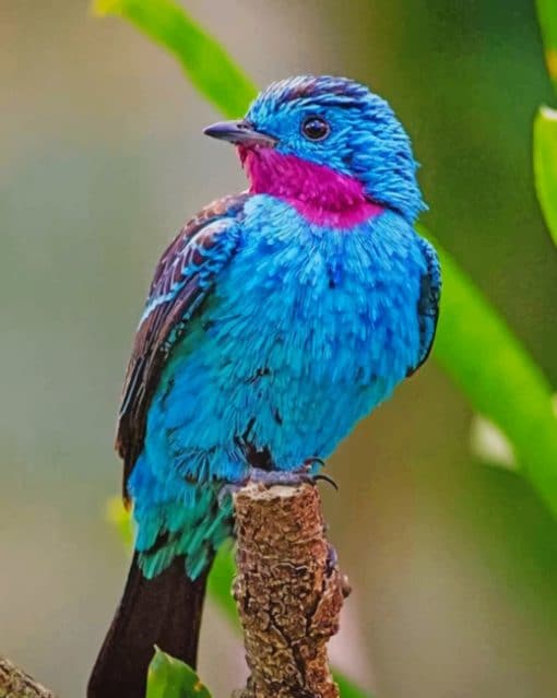 Spangled Cotinga Paint by numbers