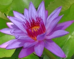 Purple Water Lily Paint by numbers