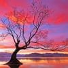 Wanaka Lake Tree Silhouette paint by numbers