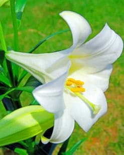 White Lily paint by numbers