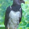 American Harpy Eagle Paint by numbers