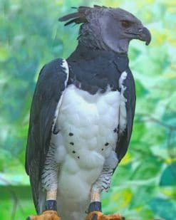 American Harpy Eagle Paint by numbers
