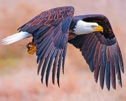 Bald Eagle paint by numbers