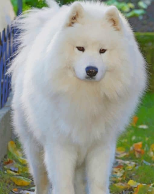 White Fluffy Dog Paint by numbers