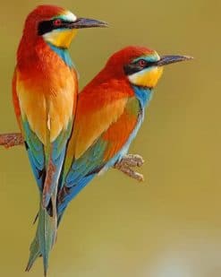 Birds paint by numbers