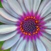 Blue Eyed African Daisy Paint by numbers