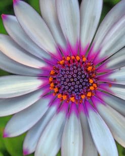 Blue Eyed African Daisy Paint by numbers