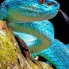Blue Snake Paint by numbers