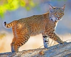bobcat paint by numbers