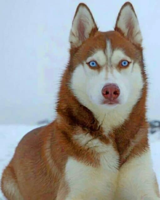 Brown Husky With Blue Eyes Paint by numbers