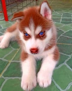 Brown Puppy Husky paint by numbers