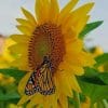 Butterfly On Sunflower Paint by numbers