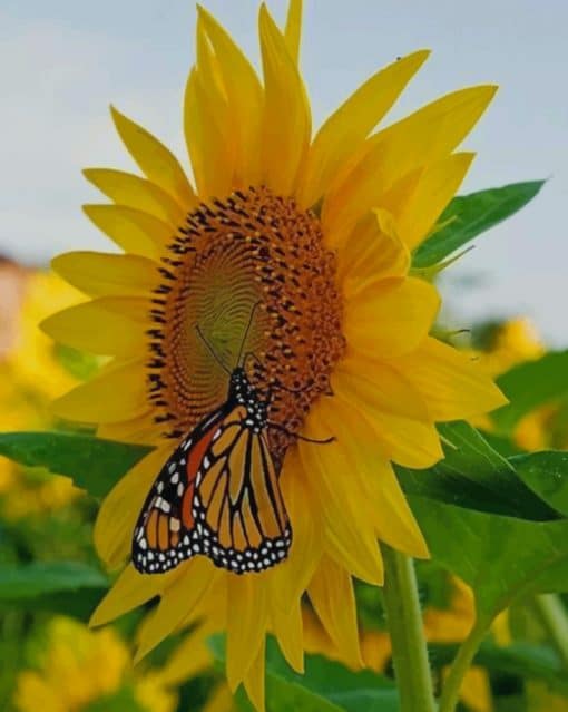 Butterfly On Sunflower Paint by numbers