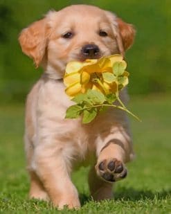 Cute Puppy With Flower Paint by numbers