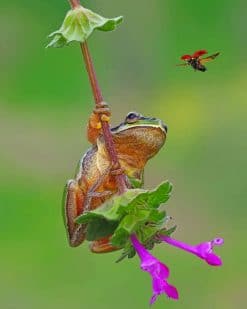 Cute Tree Frog On A Flower Paint by numbers