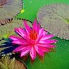Fuchsia Water Lily paint by numbers