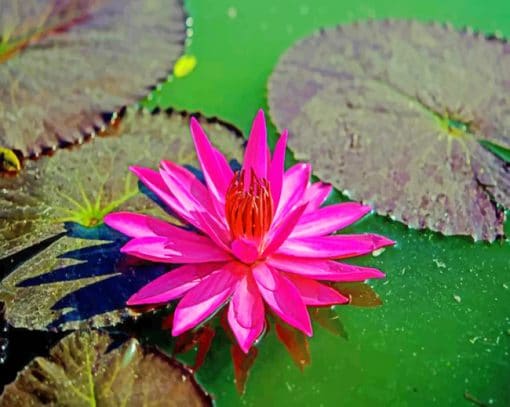 Fuchsia Water Lily paint by numbers