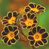 Gazania African Flowers paint by numbers