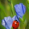 Ladybug On A Flower paint by numbers